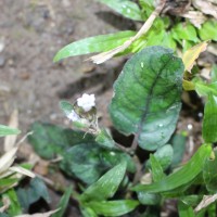 Strobilanthes reptans (G.Forst.) Moylan ex Y.F.Deng & J.R.I.Wood